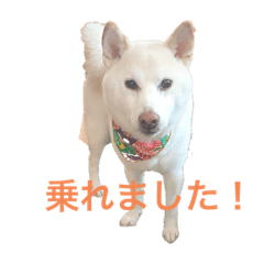 shiba inu_2023