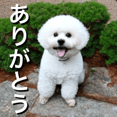 This is Bichon Frise