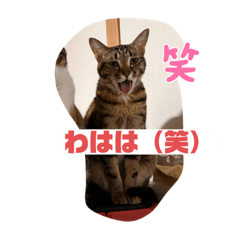 fu_natsu_20230329115100