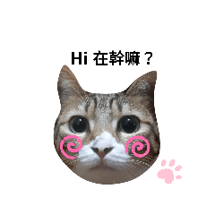 搗灰和皮蛋是隻貓 （日常使用）