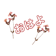 WhitePearl【シンプルな花の挨拶·言葉】