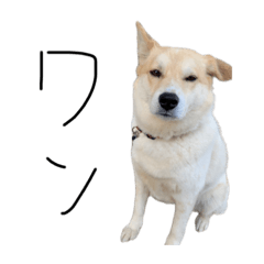 sakura_20230330141652