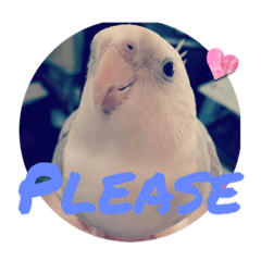 Cockatiel Mocha-chan stickers