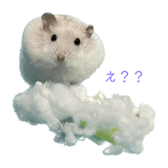 Tama-chan djungarian hamster