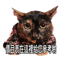 玳瑁貓貓&美髮客戶用語2.0