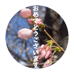 桜Sakuraさくら見やすく丁寧な日常の挨拶