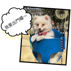 Q寶 對話日常篇