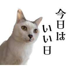 ふじぽぽみつお7