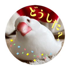 KOTO_20230331102558