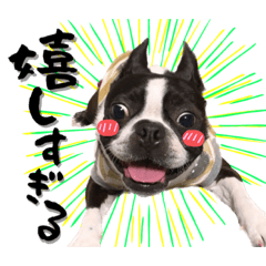 Bostonterrier  YUIMARU and RAMU