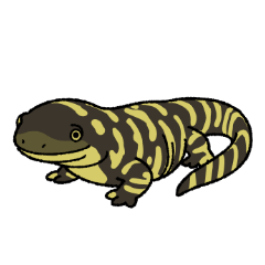 Tiger Salamander!