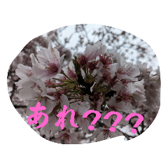 桜の画像スタンプ2