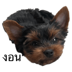 Alice the Yorkie