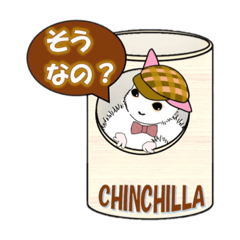 cute chinchilla Chilala