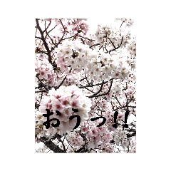 桜の画像スタンプ3