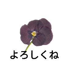 Tamatama_20230331213258