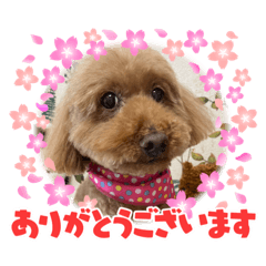 SAYURI_20230331213710