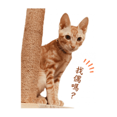 三隻貓貓之日常