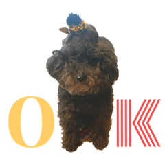 Corokke the poodle!