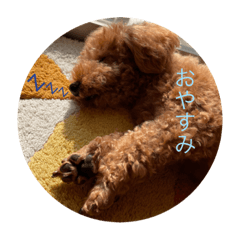 茶色のもふもふ