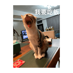 梗圖 自用第一版