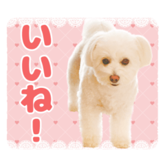 Moco-chan sticker 1