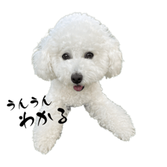 bichon frize_Ranchan