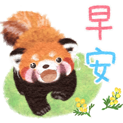 Red panda Pohe/  Daily / Spring / CHT