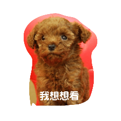 元寶也有貼圖啦