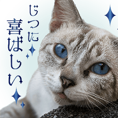 Cat Prince Aoi 's Words