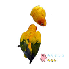 koto_20230401204307