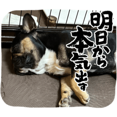 My cute French bulldogs