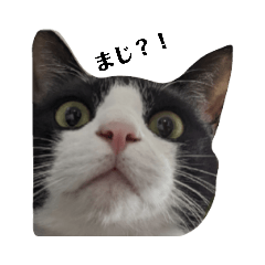 Saori_20230402103406