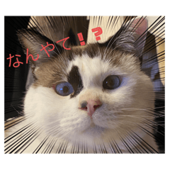 hana_20230401231413