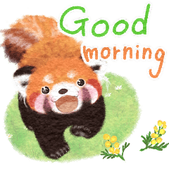 Red panda Pohe/  Daily / Spring