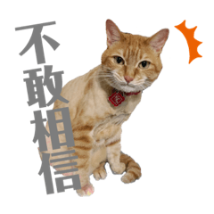 你不敢說的阿胖來幫你說