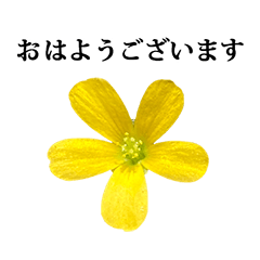 黄色い野花　と　敬語