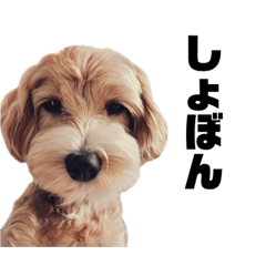 Sunny_20230402145725