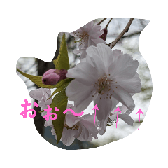 枝垂れ桜の花びらスタンプ