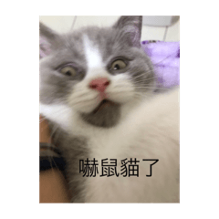 麻糬（貓貓）貼圖
