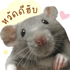 Cute Rat Mumi
