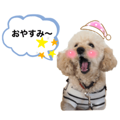 Toy Poodle OLIVER