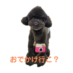 toy poodle (Sora)