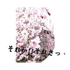 枝垂れ桜のスタンプ2