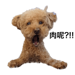 -波奇塔瑪的一天