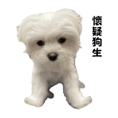 本丸&茉莉 貼圖