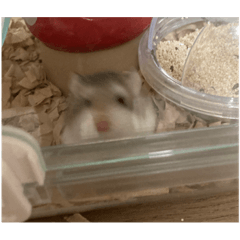 hamsterrr