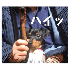 Inu-kun_20230403143845