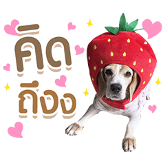 Jaoying the beagle