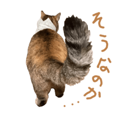 cats are good 01